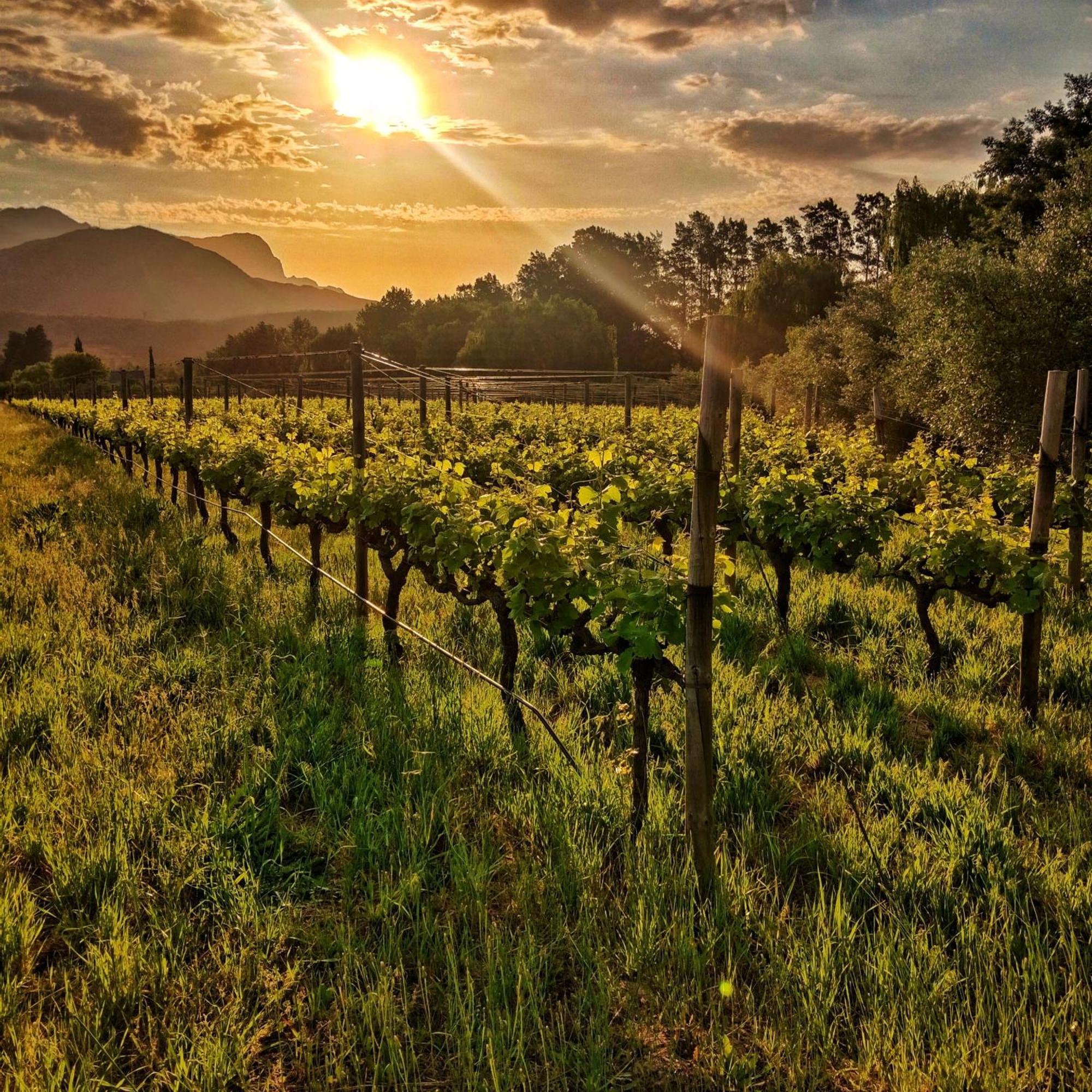 Cabernet Cottage Be Still And Know Franschhoek Esterno foto